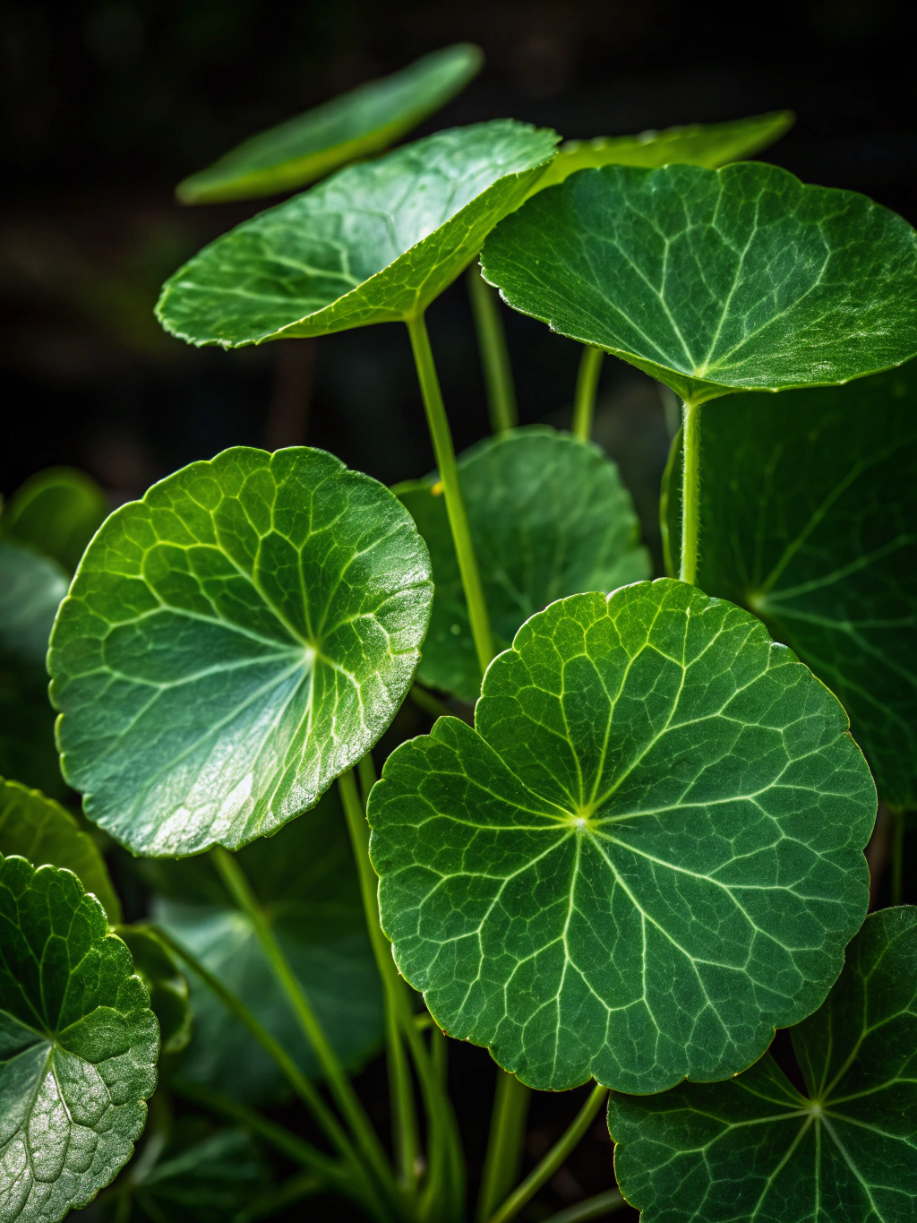 Macro botanical photography of fresh green Centella Asiatica leaves